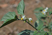 SG019 0434 Solanum nigrum.jpg