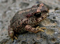 LFB002 Bufo occidentalis.jpg