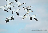 CFCT01 Chen caerulescens.jpg