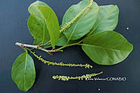 ME010 KV 00603 Coccoloba barbadensis Jacq., 1760_.JPG