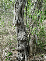 MEGA 0714 Caesalpinia eriostachys.JPG