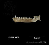 LESS 0442 Natalus stramineus ssp. saturatus.JPG