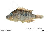ME006 Peces 046 Amphilophus robertsoni.jpg