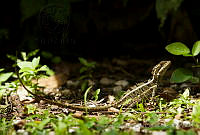 IMDOC0792 Basiliscus vittatus.jpg