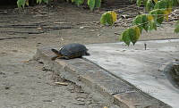 NE017 054 Dermatemys mawii.jpg