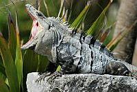 FY01 Ctenosaura similis.jpg