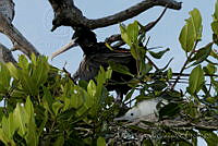 IDG0561 Fregata magnificens.jpg
