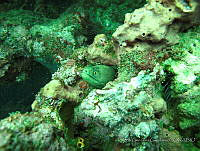 CGG0505 Gymnothorax miliaris.JPG