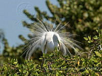 XLGR001 Ardea alba.jpg