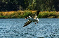 SM0623 Pelecanus erythrorhynchos.jpg