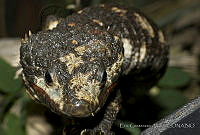 ECA0110 Abronia lythrochila.jpg