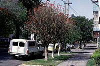 MAR0067 Erythrina americana.jpg