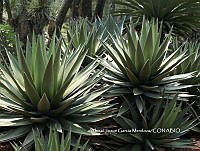 AJGM0267 Agave triangularis.JPG