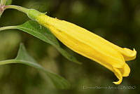EMA026 Hamelia xorullensis.jpg
