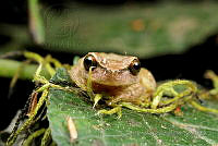 JEPS040 Plectrohyla sagorum.jpg