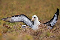 JRRO0502 Phoebastria immutabilis.jpg