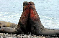 FREV001 Mirounga angustirostris.jpg