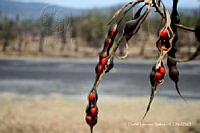 proy JF091 0189 Erythrina americana.JPG