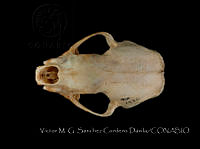 VMS-CD0004 Conepatus leuconotus.JPG