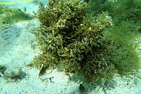 BDP0141 Sargassum fluitans.jpg