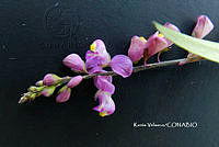 ME010 KV 01675 Mirabilis violacea (L.) Heimerl.JPG