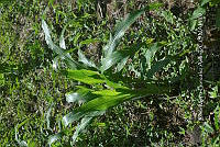 SG019 0330 Zea mays.jpg