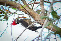 FBA0490 Dryocopus lineatus.jpg