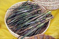 DK1725 Chamaedorea tepejilote.jpg