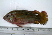 LI006 010 Pseudoxiphophorus bimaculatus.jpg