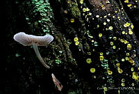 GB001 Bisporella citrina, Mycena galericulata.jpg