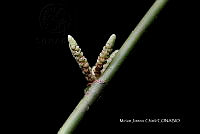 Hueyap 0164 Lacistema aggregatum (P.J. Bergius) Rusby.jpg