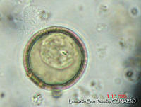 LCR0037 Trachelomona sp..jpg