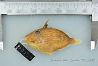 SGQ0335 Sufflamen fraenatum.jpg