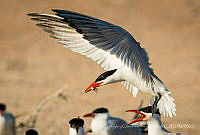 GDEYCDIAC01 Hydroprogne caspia.jpg