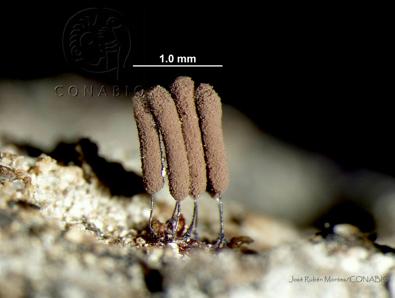 JRM0509%20Stemonitis%20axifera.jpg.jCfKuYX0MVnhE7thQA3g0JtbmFja29CbnFuZ3NAbXJ6LGtwZwA.fb4PiAfji0