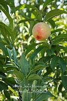 IMDOC4191 Prunus persica.jpg