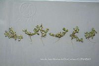 IMDOC4674 Portulaca oleracea.jpg