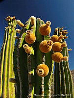 JMGO001 Pachycereus pringlei.jpg
