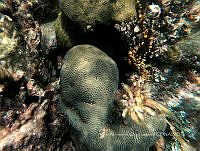 IMDOC6052 Pseudodiploria strigosa.jpg