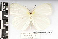 JF018 0055 Eurema albula celata.jpg