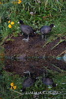 3R 01423 Fulica americana.jpg
