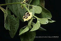 Huitz 1930 Physalis orizabae Dun..jpg