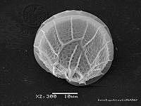 KEL0178 Gonyaulax polygramma.JPG