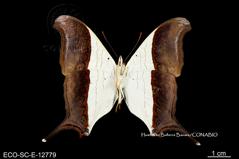 Marpesia zerynthia