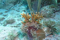 NE018 0987 Millepora allciocornis.jpg