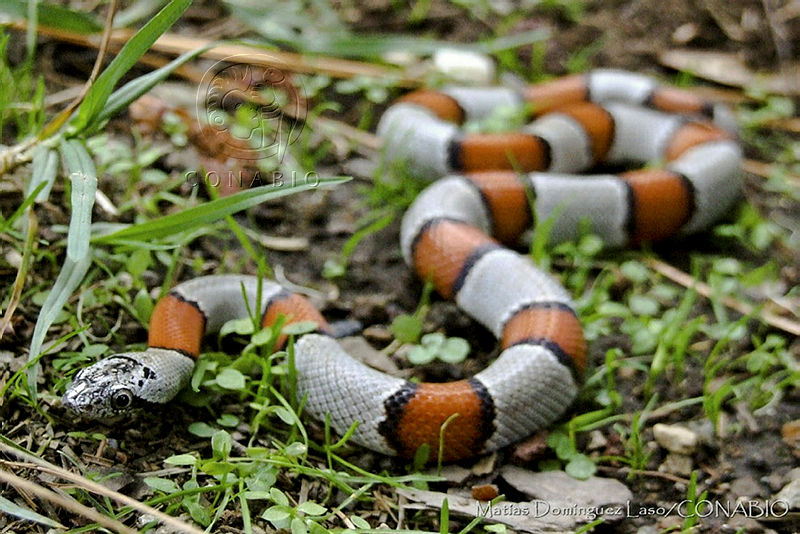 MDL0265%20Lampropeltis%20alterna.jpg.iSf3wIz0MUWpS19hQA3g0JtbmFja29CbnFuZ3NAbXJ6LGtwZQA.IrSQXF1SMO