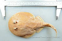 RQTG2194 Narcine entemedor.jpg