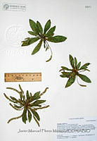 JMFM018  Plantago virginica.JPG