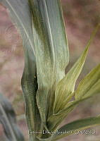 PDA0115 Zea mays.JPG