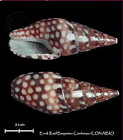 KT014 0553 Mitrella ocellata.JPG